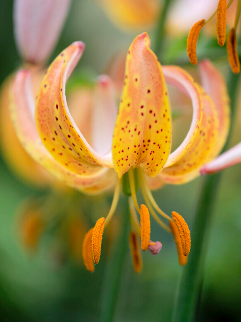 gold peace lily Martagon Lily 'Peppard Gold'