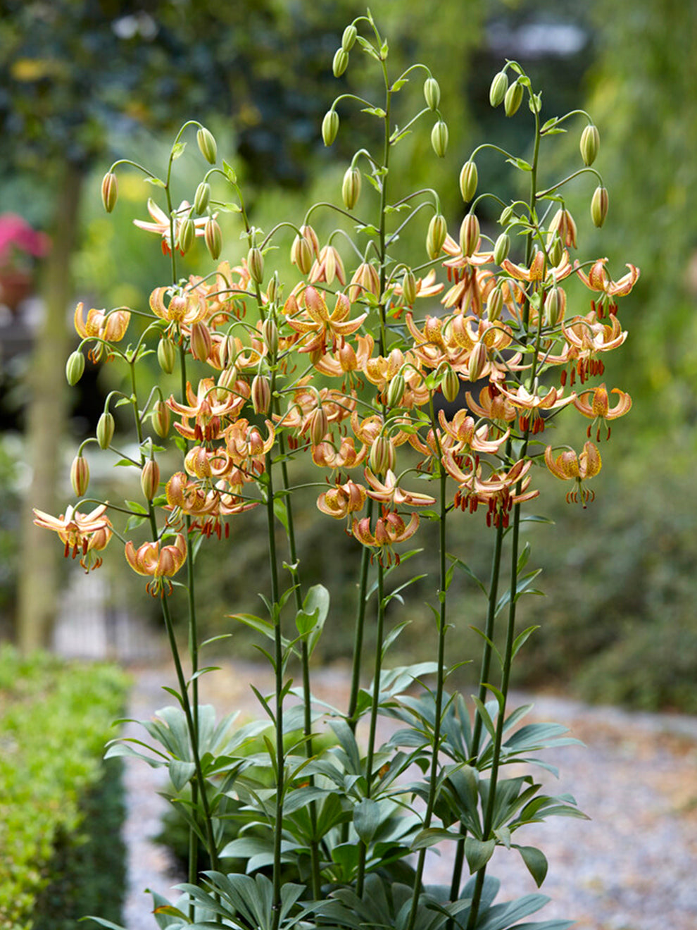 gold lily flower Martagon Lily 'Peppard Gold'