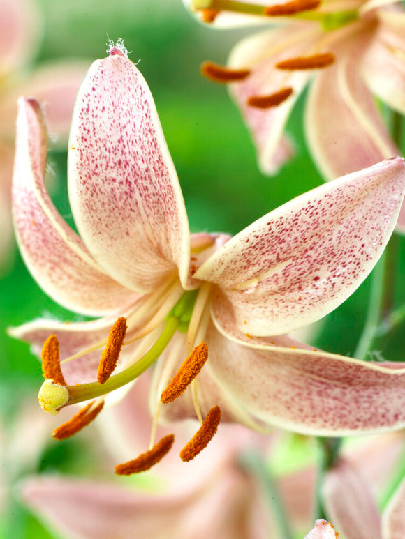 Martagon Lily 'Pink Morning'