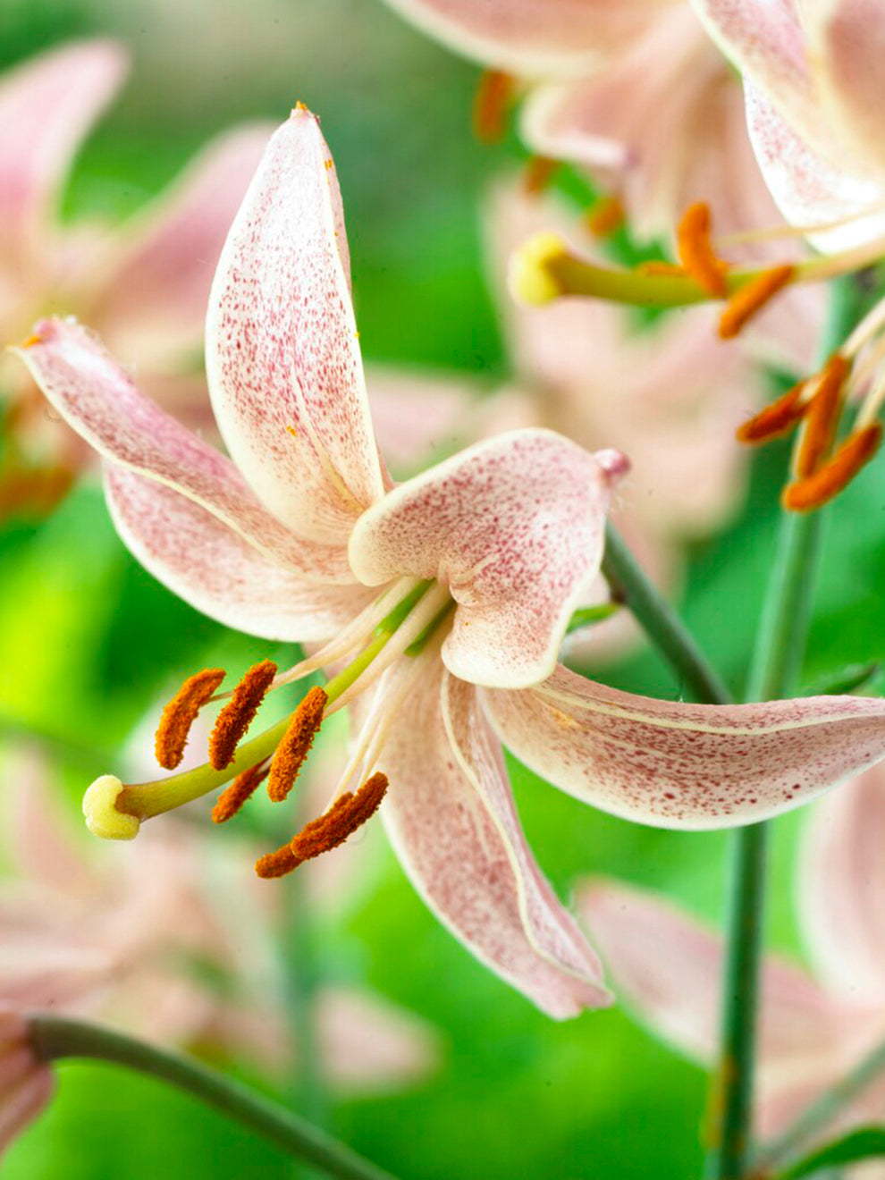 morning lily flower Lily 'Martagon' Pink Morning