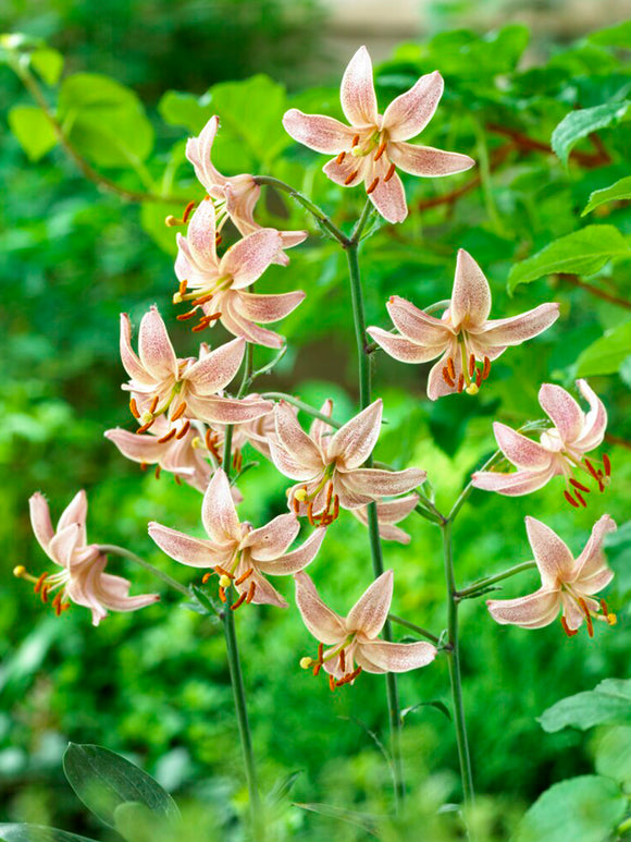 Martagon Lily 'Pink Morning'