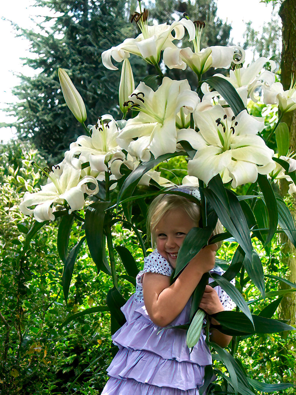 asiatic lily tree Lily Pretty Woman