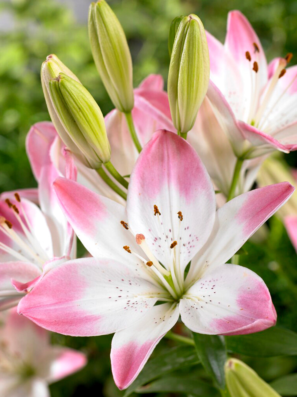 pink asiatic lily bulbs Asiatic Lily 'Sugar Love' | Perfect Pot Lily