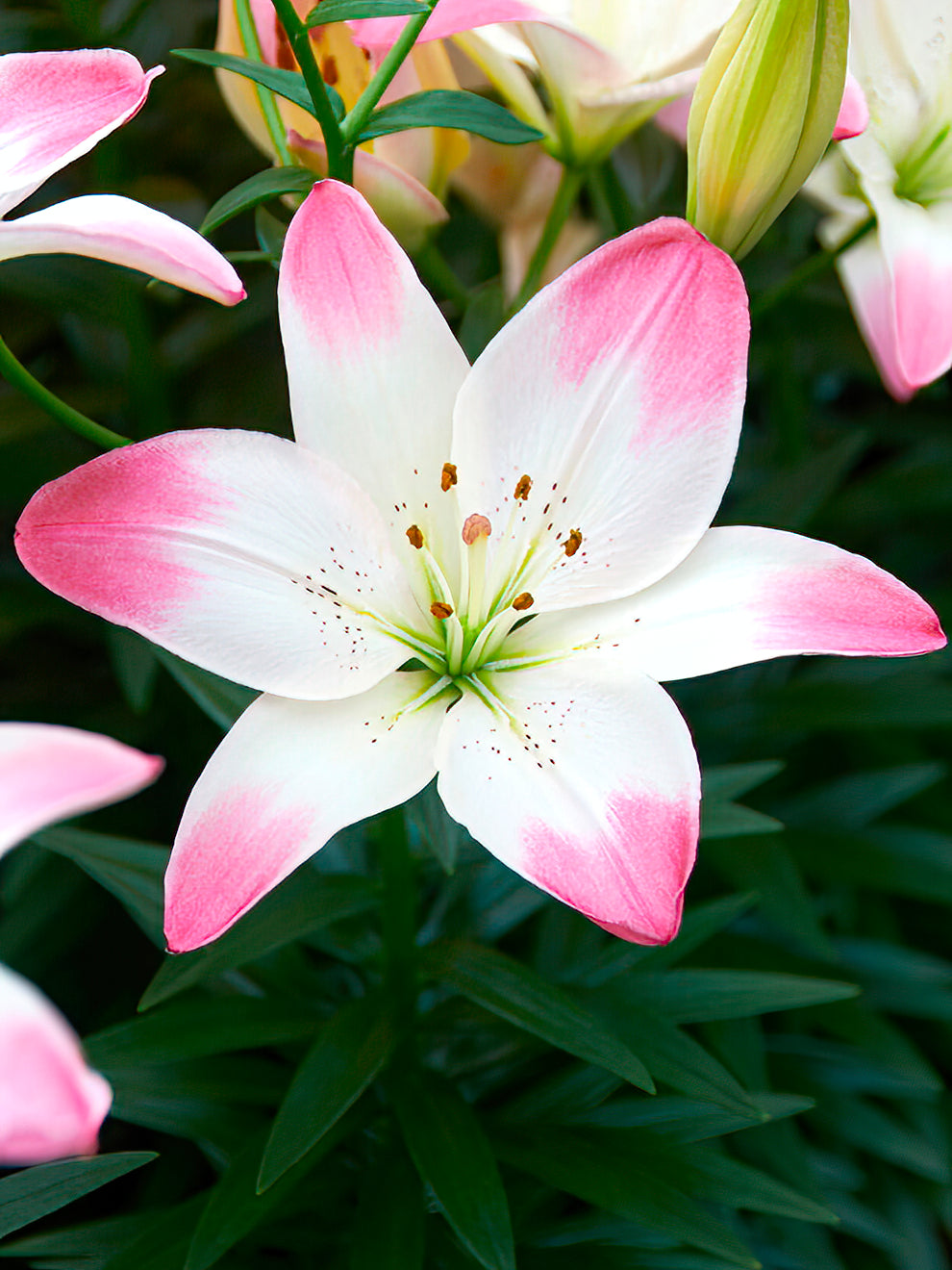 asiatic lily flowers Asiatic Lily 'Sugar Love' | Perfect Pot Lily