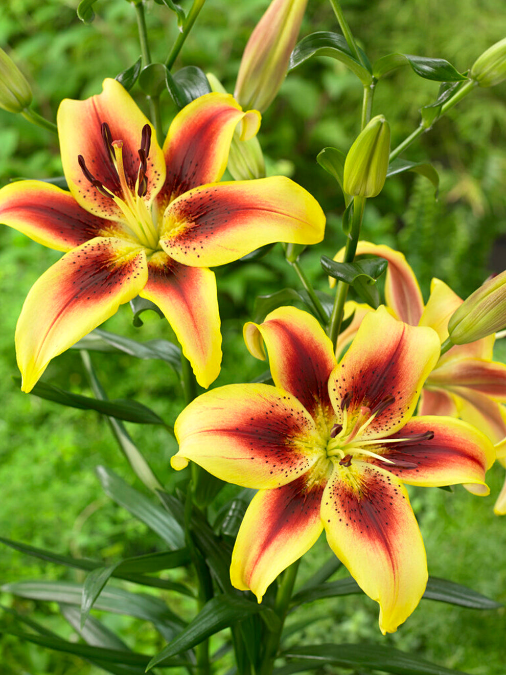 lily flower color Lily 'Viva La Vida' | Unique Colors