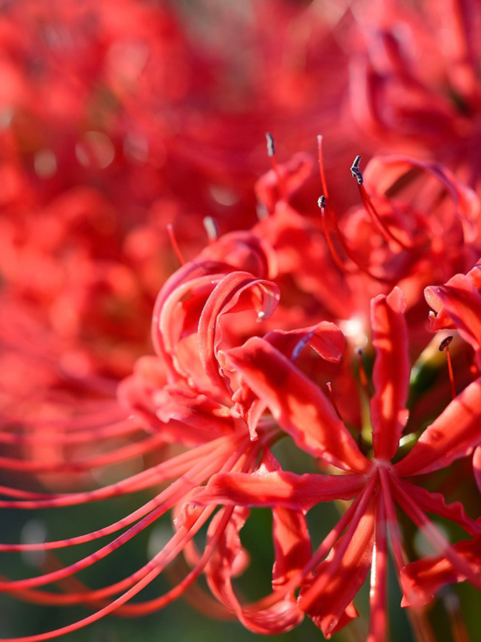 everlasting red spider lily Lycoris Red Spider Lily