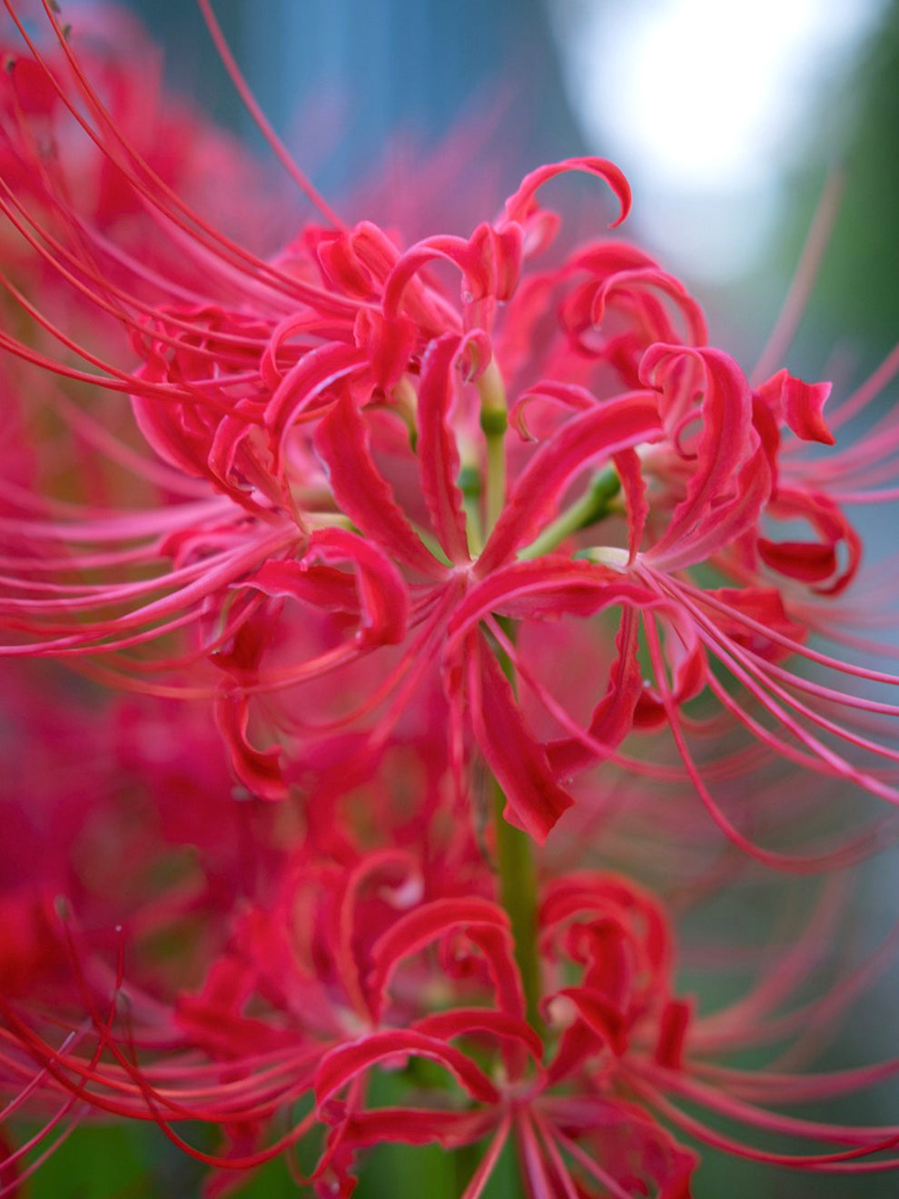 spider lily cost Lycoris Red Spider Lily