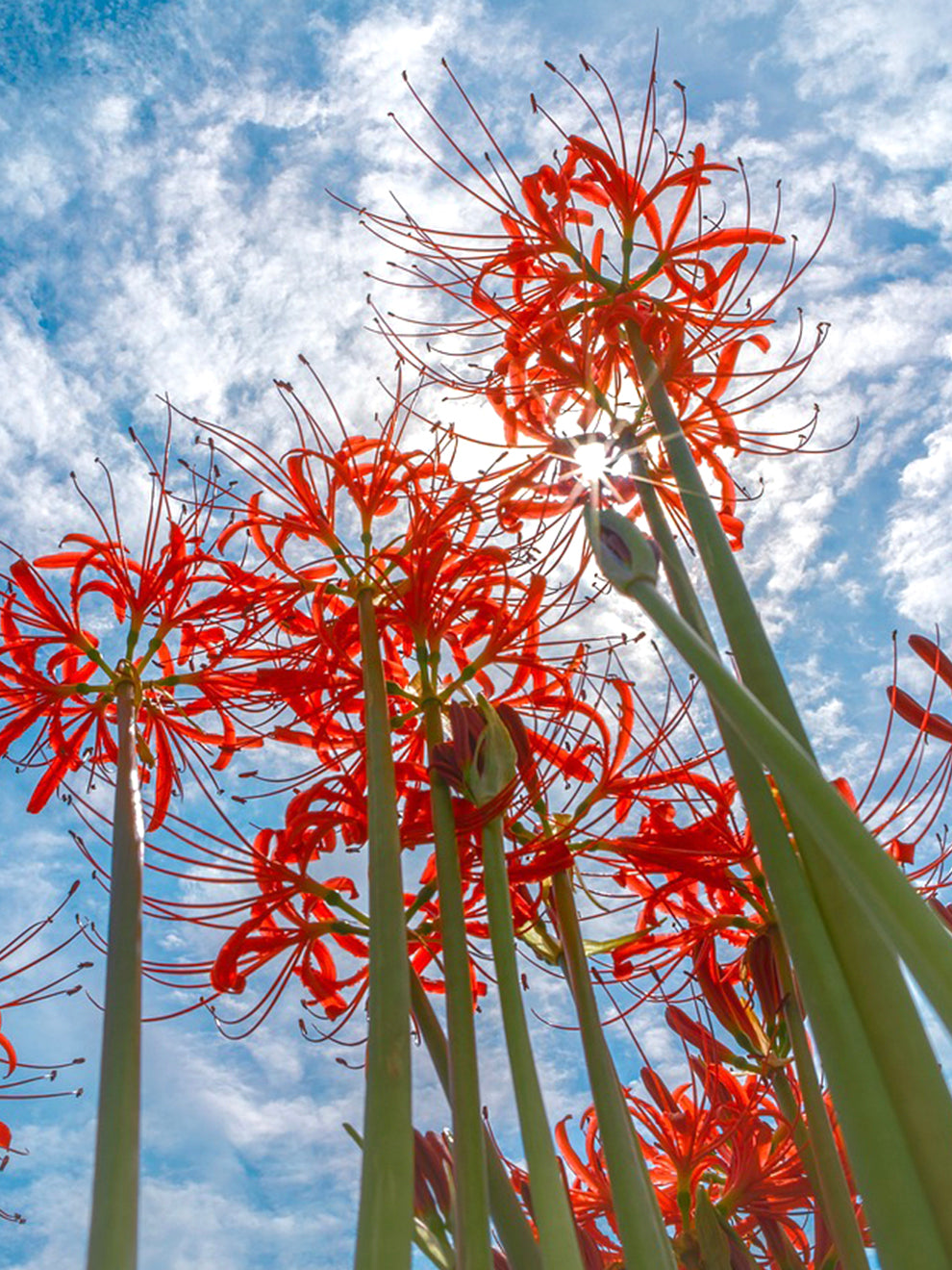 red spider lily bud Lycoris Red Spider Lily