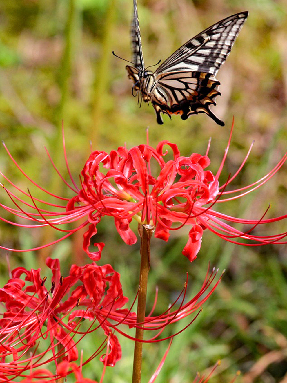 red spider lily buy Lycoris Red Spider Lily