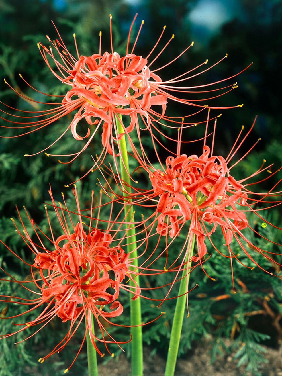 Lycoris Red Spider Lily DutchGrown™ Lycoris Red Spider Lily DutchGrown™