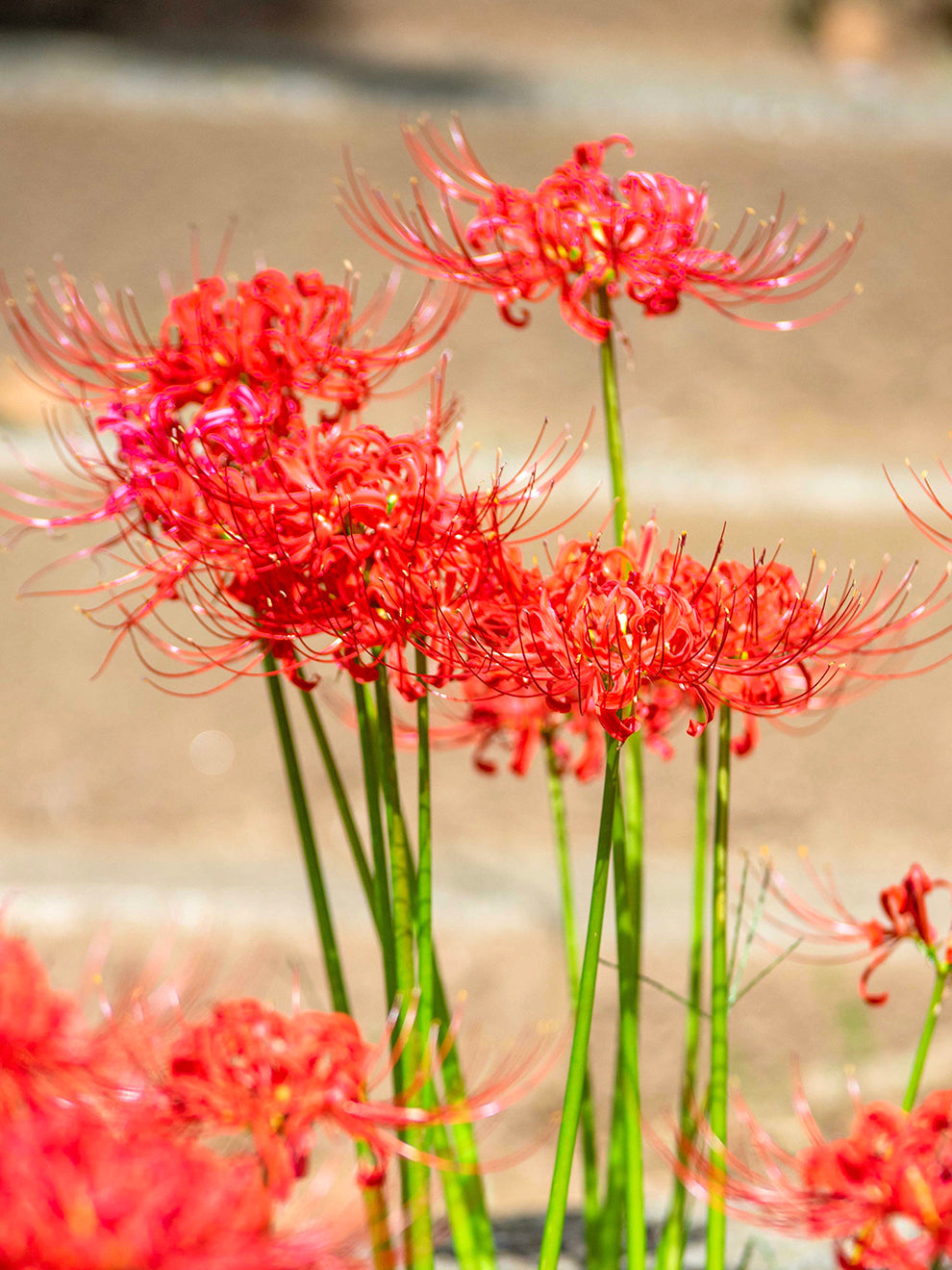 red spider lilies near me Lycoris Red Spider Lily