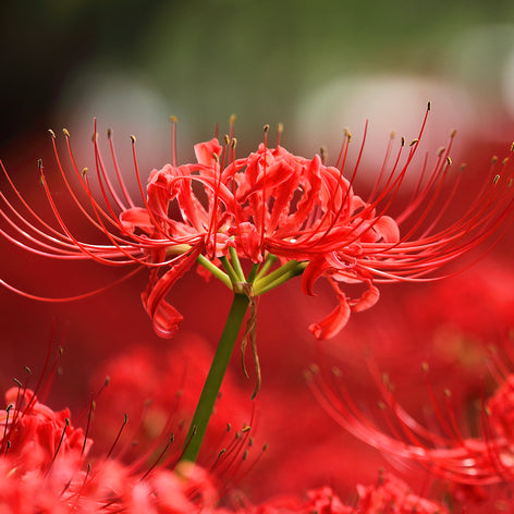 Lycoris (Spider Lily) Lycoris commonly known as the Red Spider Lily