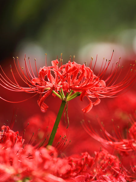 Lycoris Red Spider Lily | DutchGrown™