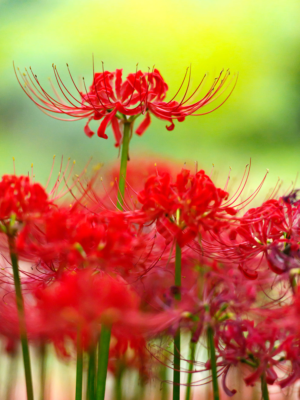 is red spider lily poisonous to touch 1 Bare Root