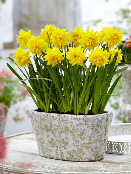 Mini Daffodil Tete Deluxe