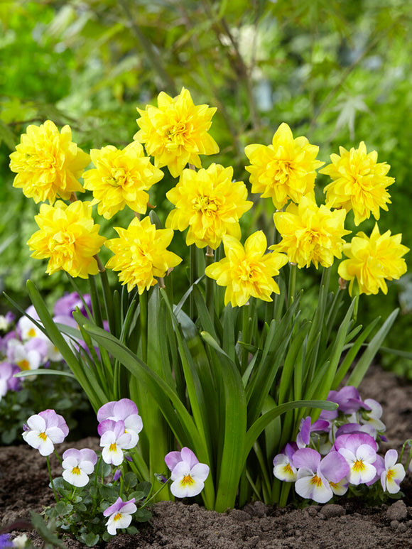 Mini Daffodil Tete Deluxe