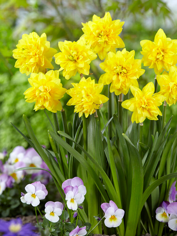 Mini Daffodil Tete Deluxe