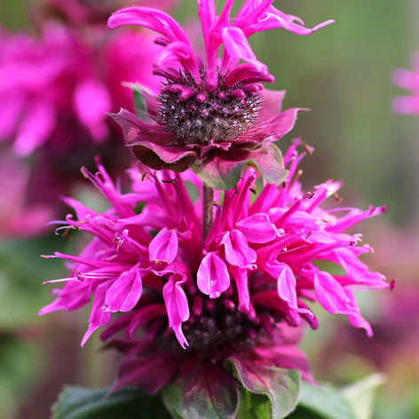 Monarda (Bee Balm) Monarda Bee Free™, commonly known as Bee Balm or Bergamot