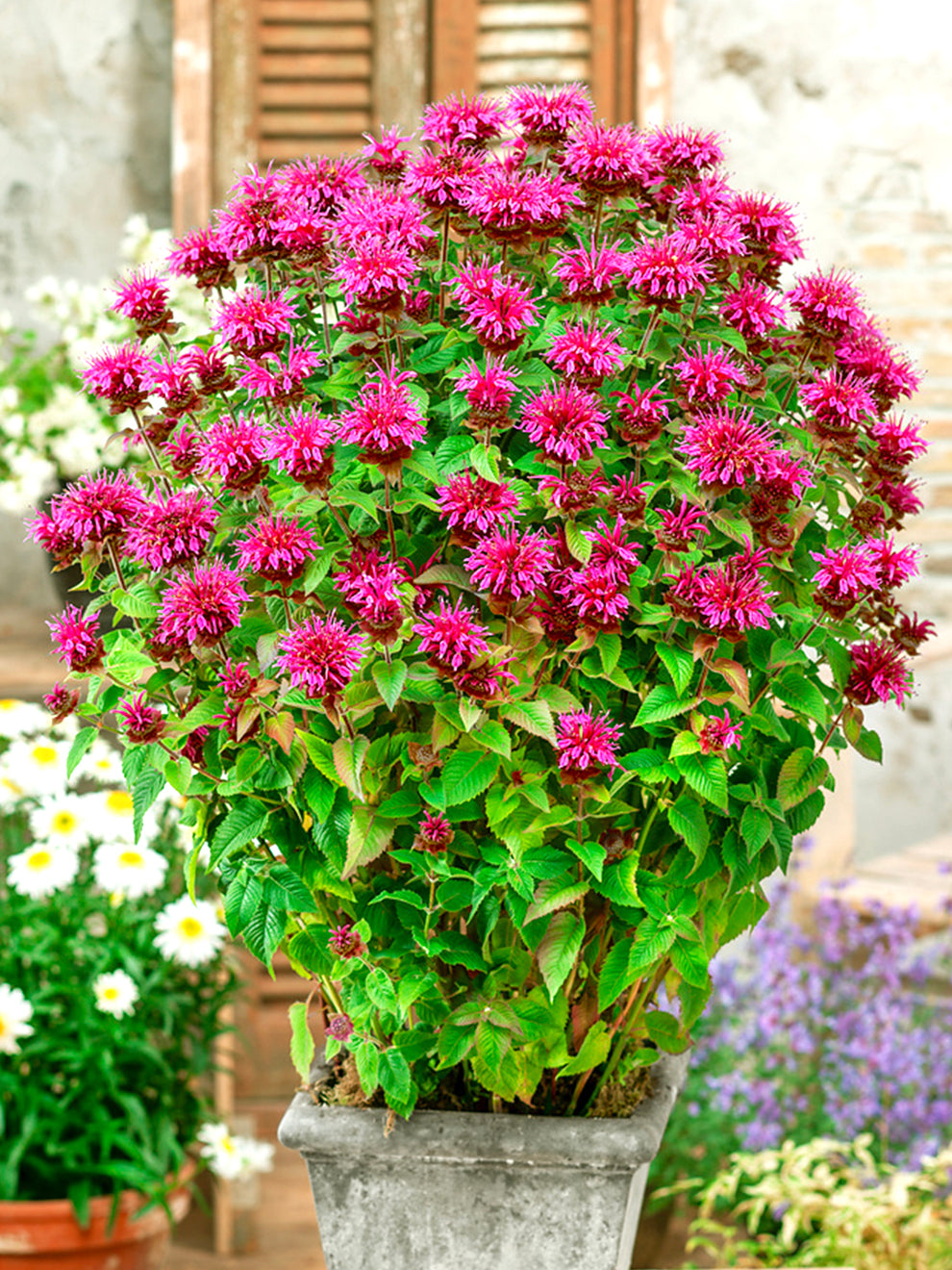 bee palm plant Monarda Bee Free™ (Bee Balm)