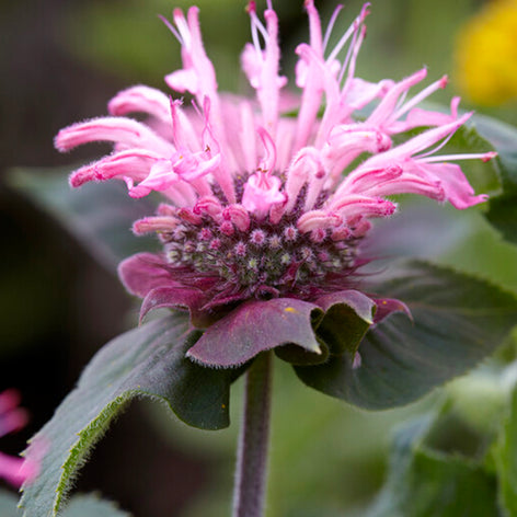 Monarda 'Bee Lieve', commonly known as Bee Balm or Bergamot