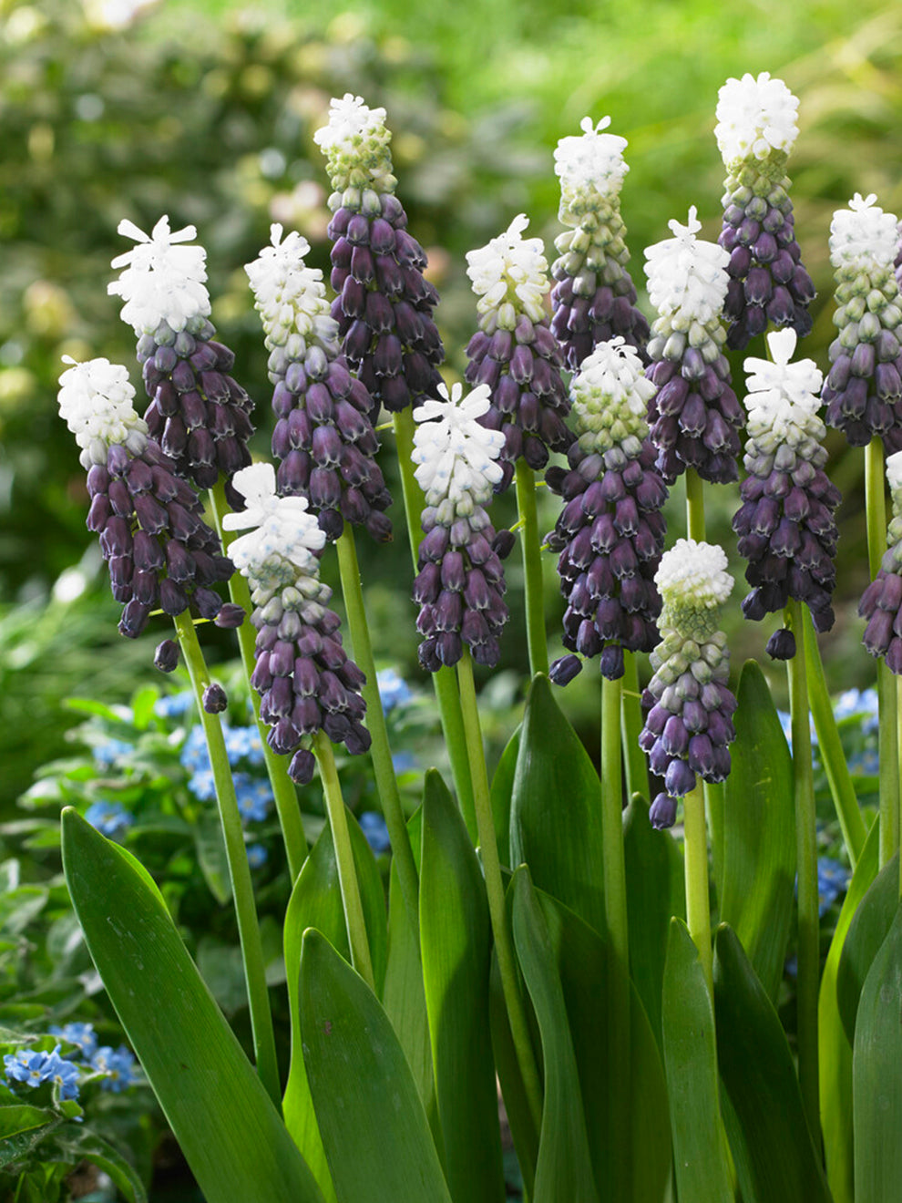 planting grape hyacinth seeds 1000 bulbs