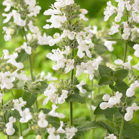Nepeta racemosa 'Snowflake', commonly known as Catmint 'Snowflake'