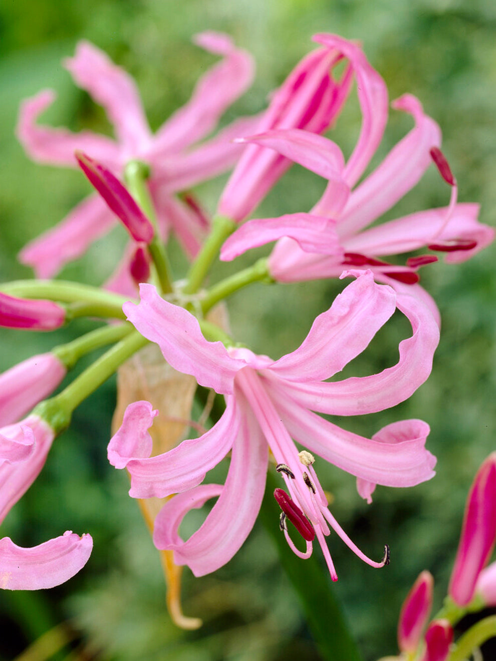 nerine lily flower Nerine Bowdenii
