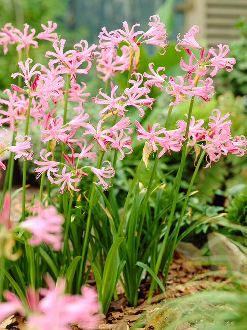 Nerine Bowdenii bulbs in grouping