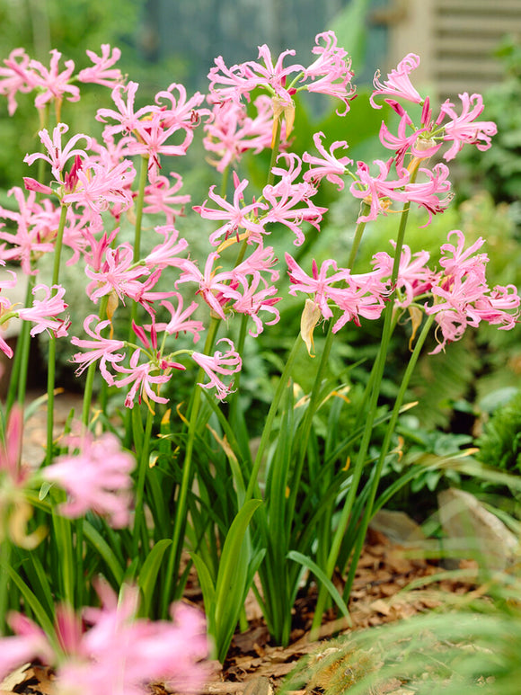 Nerine Bowdenii bulbs in grouping