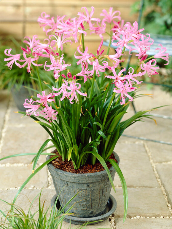 Nerine Bowdenii bulbs in container