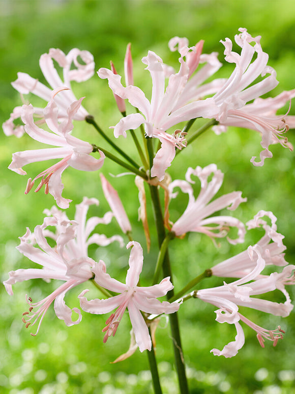 Nerine Bowdenii Vesta