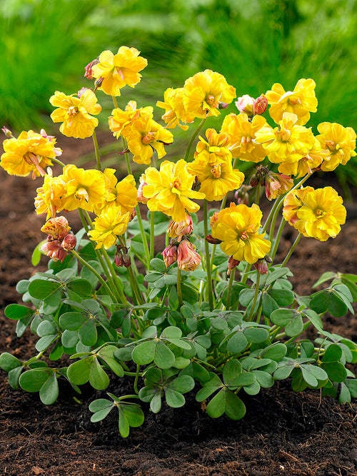Oxalis Double Trouble