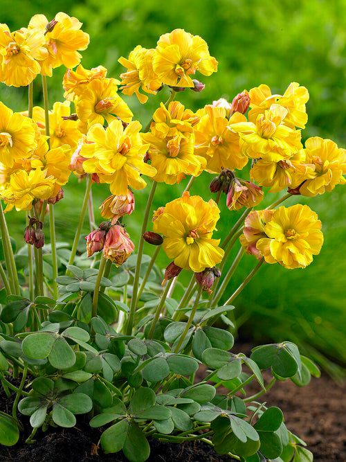 Oxalis Double Trouble