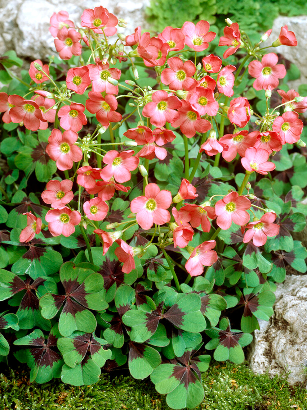iron cross plant indoor Oxalis Iron Cross | Good Luck Plant
