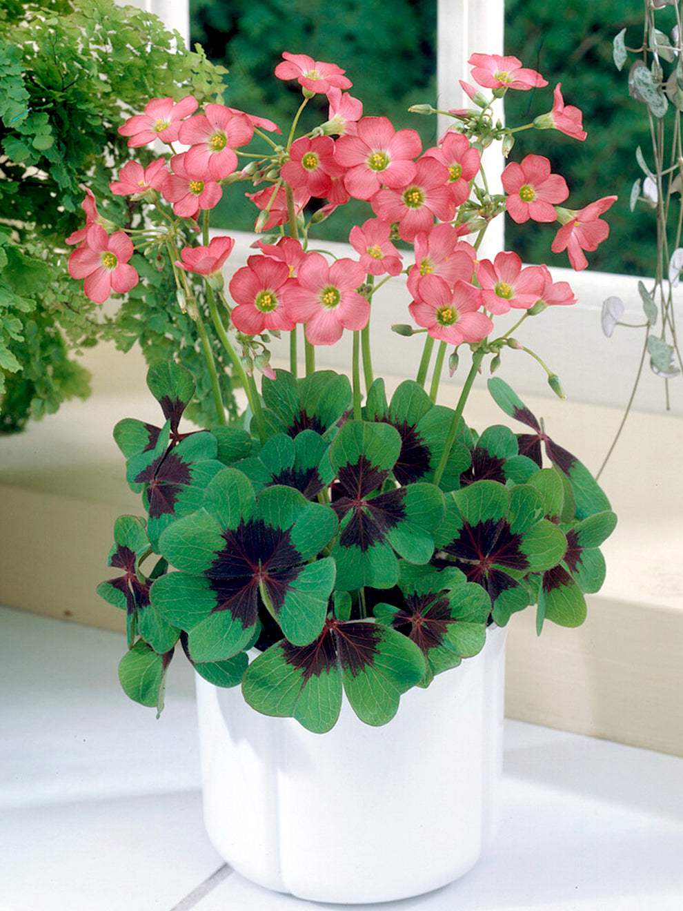 planting oxalis bulbs indoors Oxalis Iron Cross | Good Luck Plant