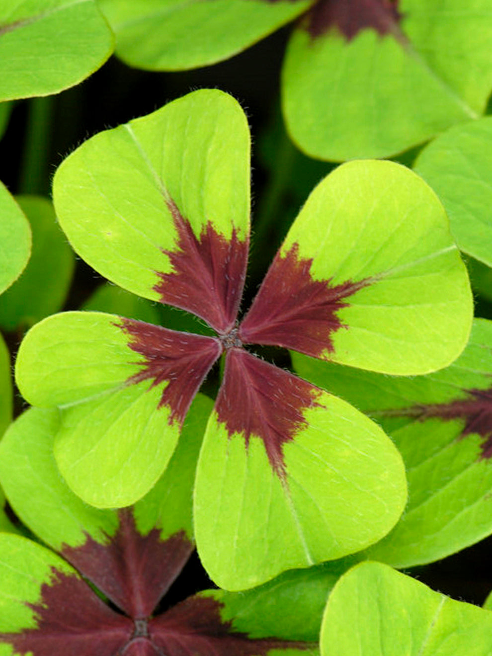 iron cross plant indoor Oxalis Iron Cross | Good Luck Plant