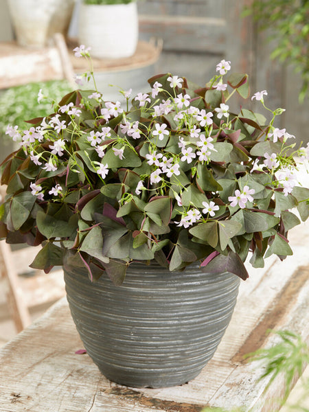 Oxalis_Sanne-1_grande.jpg?v=