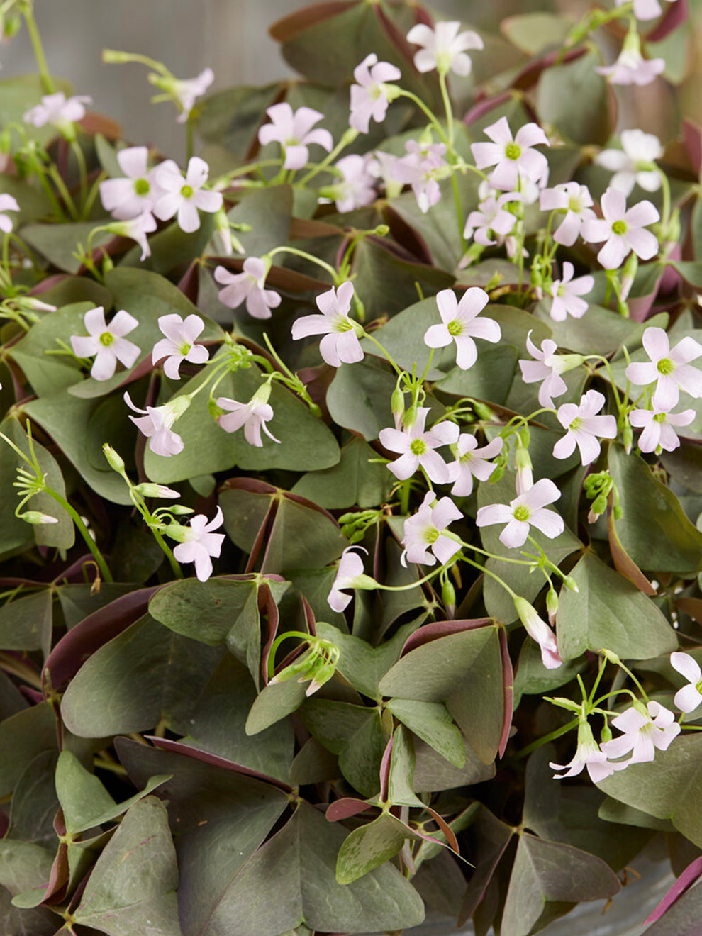Occalis Triangularis Oxalis triangularis Sanne | Shamrock | Order online at DutchGrown™