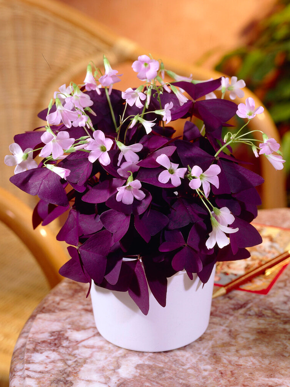 oxalis triangularis potting mix Oxalis triangularis Mijke | Purple Shamrock