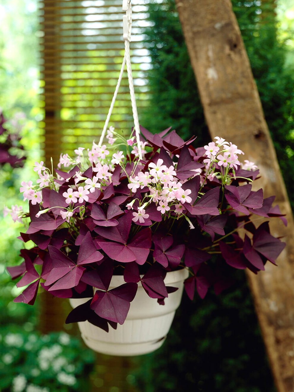 oxalis succulent Oxalis triangularis Mijke | Purple Shamrock