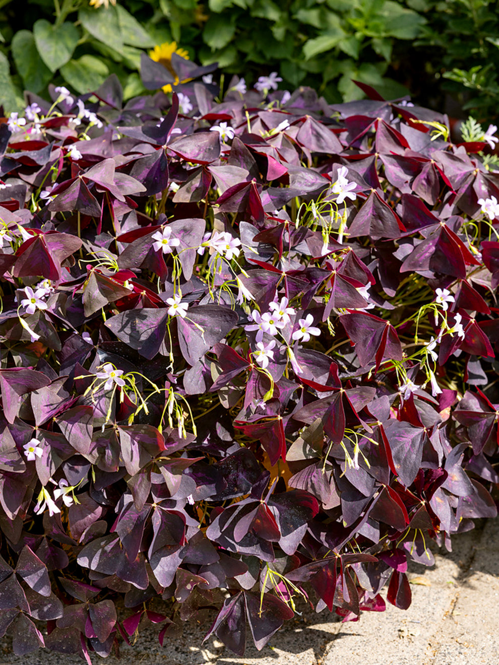 shamrock plants indoors Oxalis triangularis Sunny | Shamrock