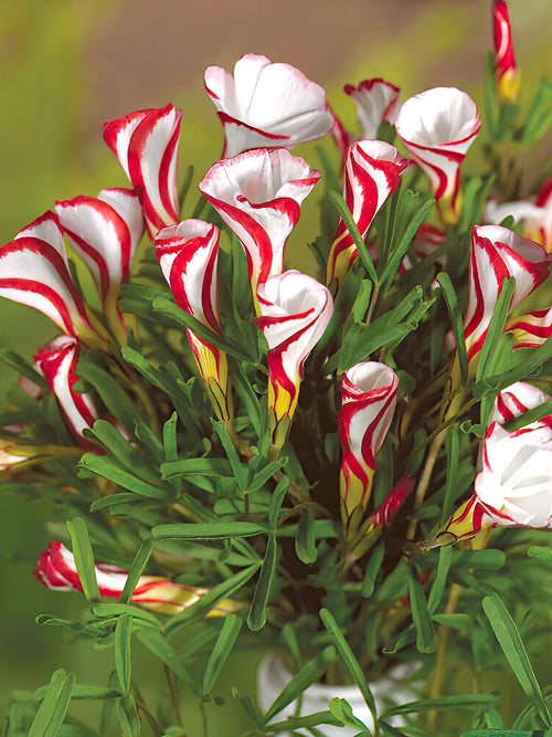 Oxalis Versicolor