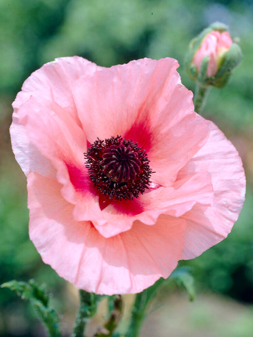 Papaver orientale 'Aglaya', commonly known as the Oriental Poppy 'Aglaya'