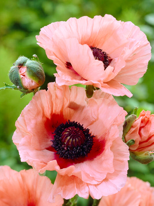 Papaver orientale 'Aglaya', commonly known as the Oriental Poppy 'Aglaya'