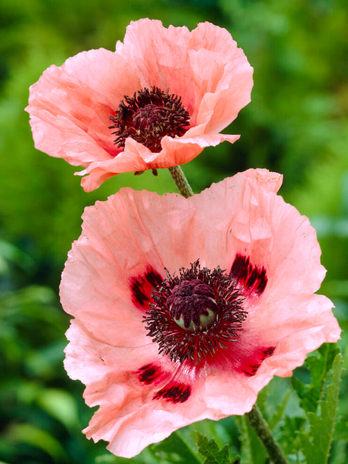 Papaver orientale 'Aglaya', commonly known as the Oriental Poppy 'Aglaya'