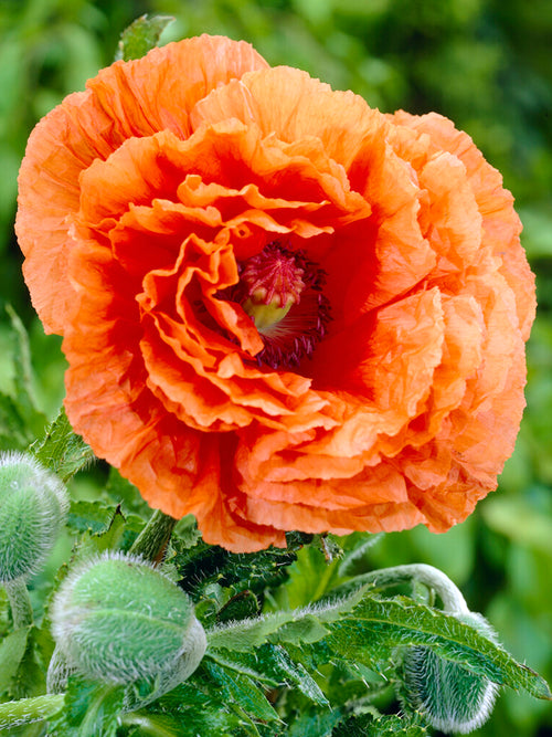 Papaver Harvest Moon (Oriental Poppy)