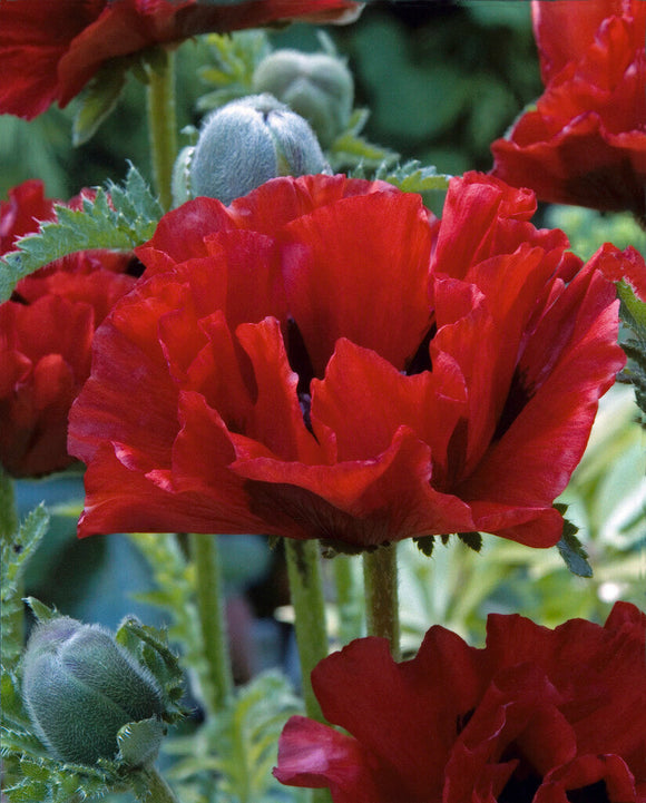 Papaver King Kong (Oriental Poppy)