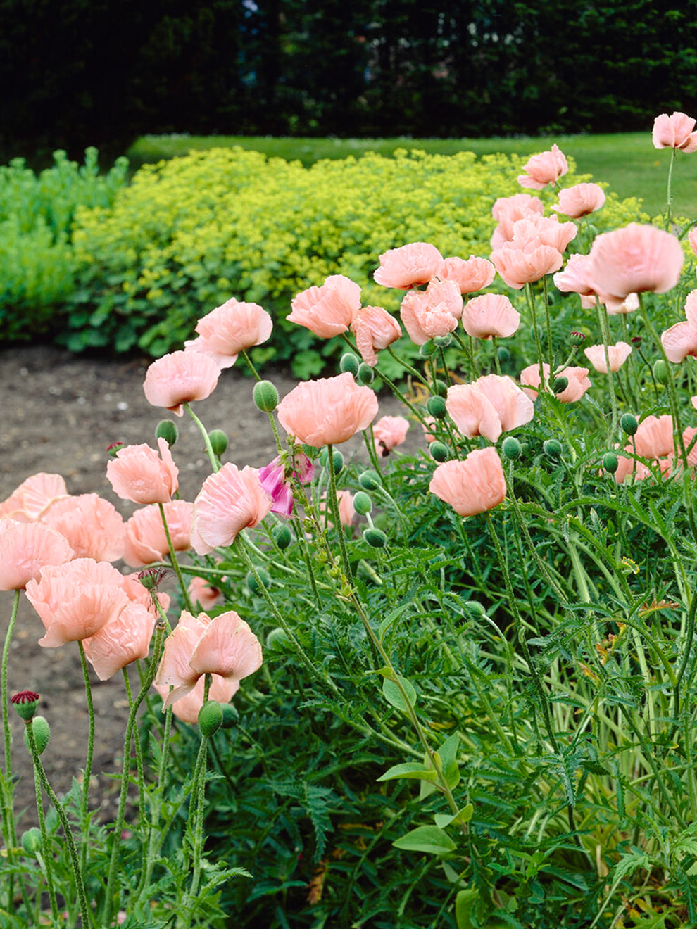 Poppy Perry Papaver Mrs Perry (Oriental Poppy) | Order online at DutchGrown™