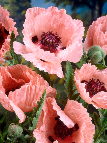 Papaver Mrs Perry (Oriental Poppy) | Order online at DutchGrown™