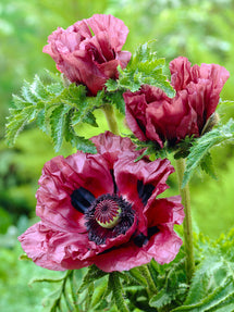 Papaver Patty's Plum (Oriental Poppy)